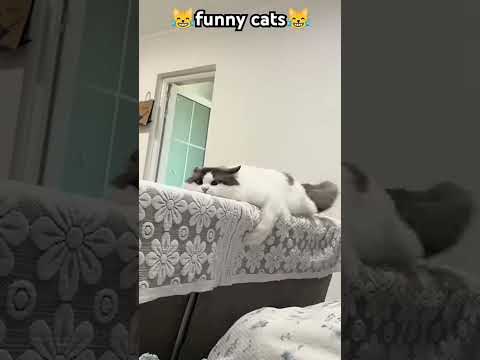 Funny 🐈 cat