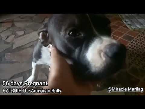 BIG TUMMY | 56 DAYS PREGNANT AMERICAN BUL LY