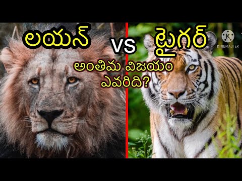 Lion vs Tiger || Who is more stronger between Lion and Tiger || #lionvstiger