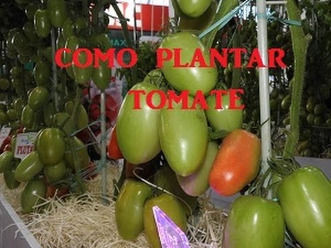 download lagu mp3 mp4 Orao Do Gacho, download lagu Orao Do Gacho gratis, unduh video klip Orao Do Gacho