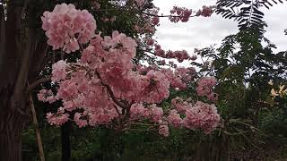 CHERRY BLOSSOM TREES IN THE PHILIPPINES