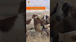 Chicken, Buffalo, Bat, Weaver Bird, Bee, Rhino, Sheep and Goat Sounds 🧡