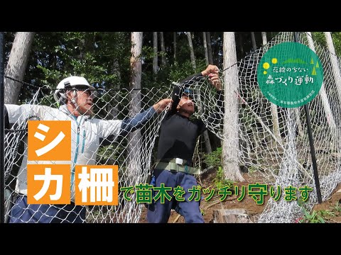 シカ柵で苗木をがっちり守ります