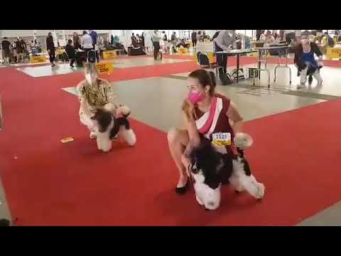 Mezinarodni vystava psů Spilberka, BRNO, 5.-6.6.2021, r. p.Karban Antonin,