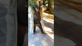 Download lagu Attitude Gorilla status mp3