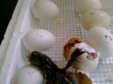 Harold brown/Gilmore Hatch Sweater/Kelso & Joe Goode Grey/Regular Grey