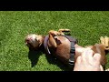 Loui The Chipin Chihuahua And Pincher Mix