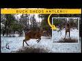 Deer Shedding Antler On Trail Cam Video Bonus Slow Mo Footage