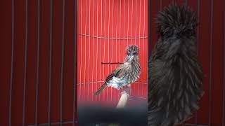 Download lagu SIRI-SIRI KECIL GACOR... mp3