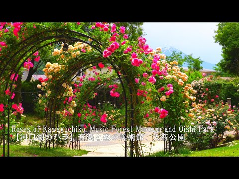 【Kawaguchiko's famous places for roses】Music Forest Museum, Oishi Park