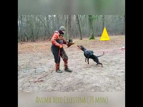Doberman training for protection. Anima Vero Celestina (19 m)