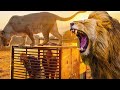 Incredible Human Cage Surrounded By Lions