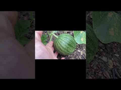 MIgardener: Ripe Watermelon Harvest Secrets #shorts
