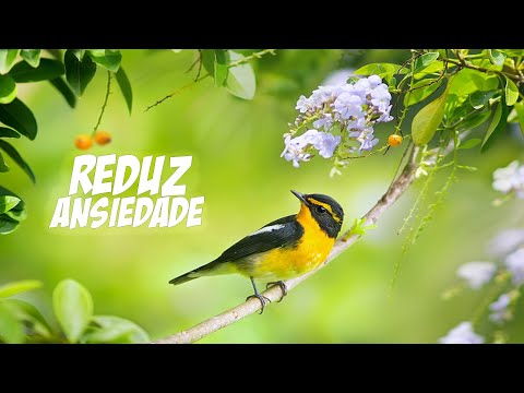  #Relaxe com a melhor música relaxante 