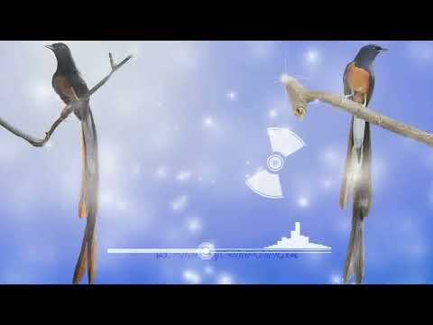 Bird White - rumped shama # 01| Birds Chirping, Nature Sounds, Natural Sound of Birds Singing