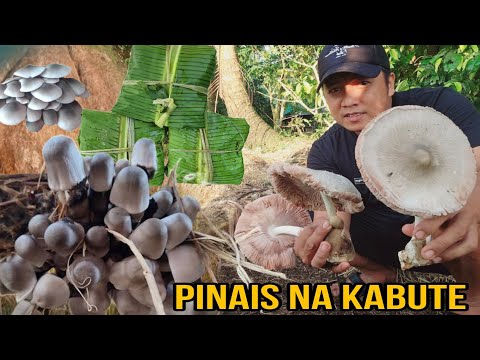 Libreng ulam...Ang dami tumobo kabute malapit sa kubo...Gawin mo ito... Pinais na kabute