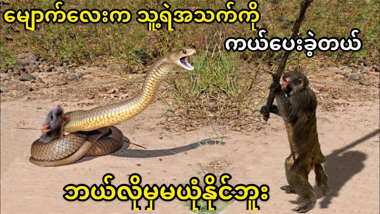 ကင်မရာနဲ့သာ ရိုက်ကူးမထားမိရင် ယုံနိုင်စရာမရှိတဲ့ သတ္တဝါလေးတွေရဲ့ အသက်ကယ်တင်ပေးမူများ