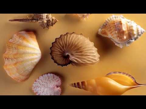 Sound Apparel - Vivere Est Militare I Was Alone