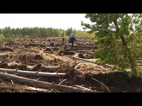 Время местное. Эфир: 03-04-2026 - Зелёному поясу быть