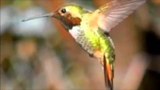 Neil Diamond - Hello Again  ###  Hummingbirds