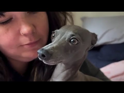 Dog hilariously tries to talk human - YouTube