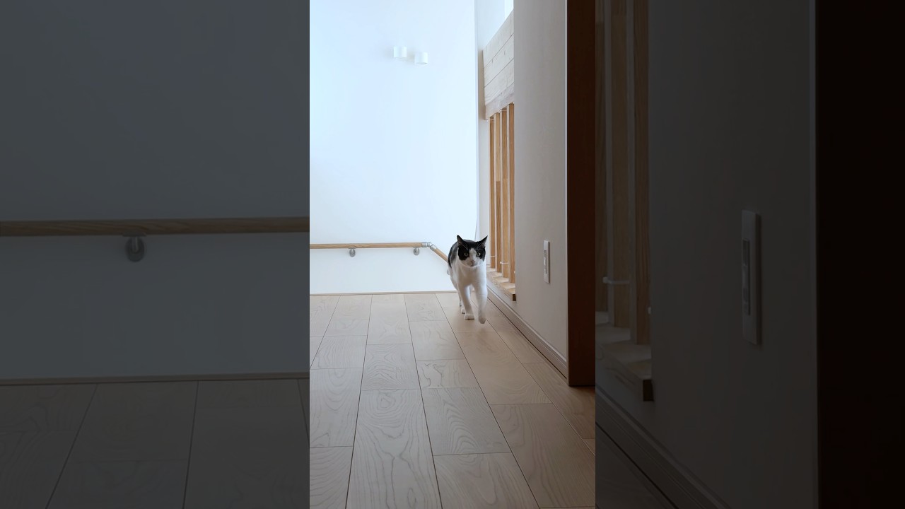 4月もおはようございます #猫 #cat #かわいい