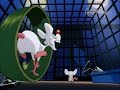 Animaniacs Intro Polish Pinky And The Brain V2