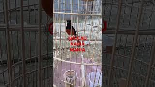 Download lagu tembakan perkici mp3 Download lagu tembakan perkici mp3