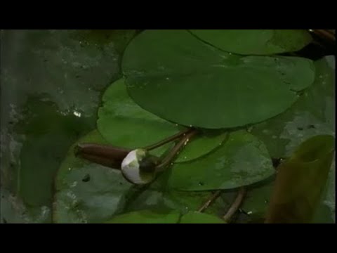 download lagu mp3 mp4 Floraison Des Nenuphars, download lagu Floraison Des Nenuphars gratis, unduh video klip Floraison Des Nenuphars