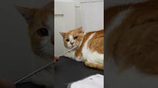 Cat Fur Maintenance: Combating Hairballs and Painful Mats