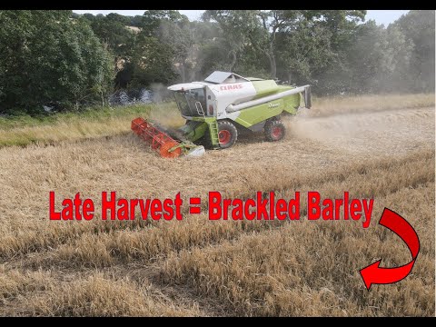 Combining Winter Barley with a Claas Tucano 440 - Northumberland