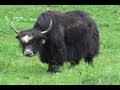 VT Yak Company SIV 191