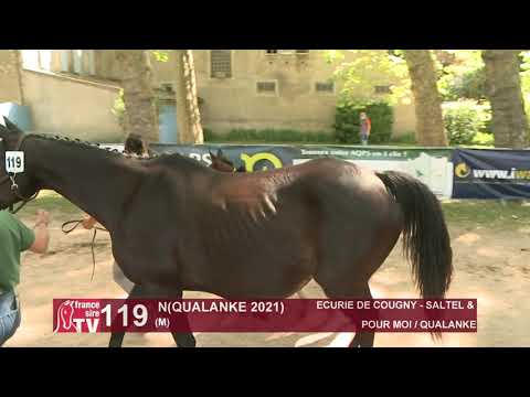 Sprinter Sacré Show 2021 : Lot 119 - N.21 Qualanke
