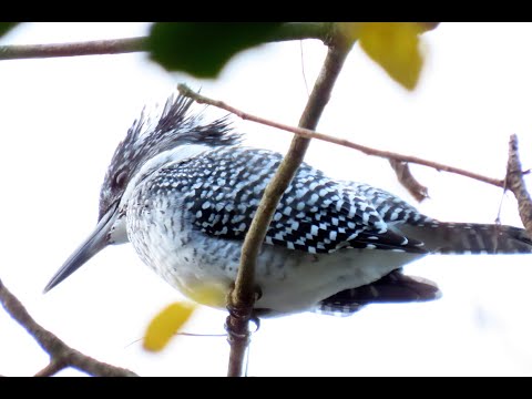 ヤマセミMOVIE 211215PM