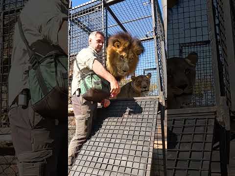 LIONS Return Home #cat #animals #lion