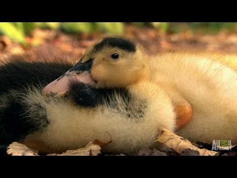 16 Extremely Cute Animal Videos