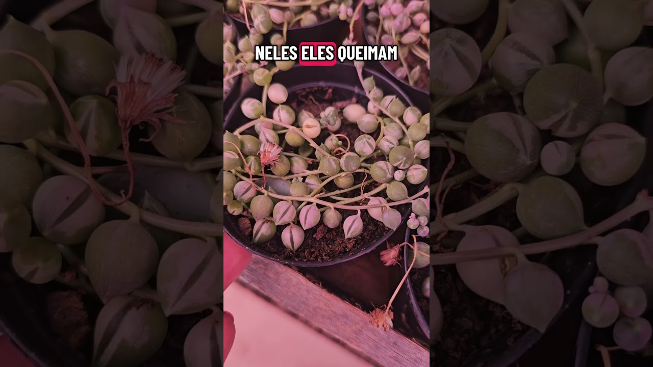 string of pearls succulent variegata #plants