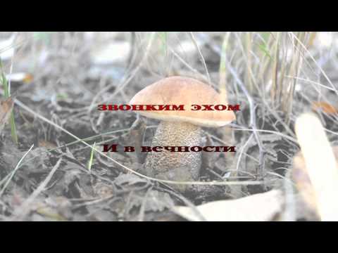 261 Земные дни