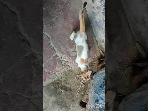 #petlover #petlovers #pet #pets #catvideo #catvideos #cats #cat ‎⁨@Parvinsworld-I8r