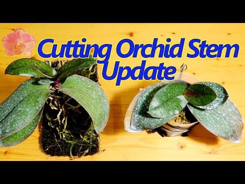 Cutting Phalaenopsis Orchid Stem update