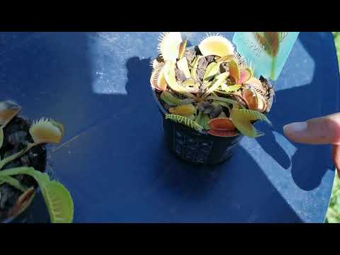 Helin sormi kärpäsloukun ryp... 😂