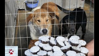 Party time! 🎉 Shelter dogs enjoy a special day (cupcakes, TLC and loads of fun!)