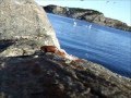 Seagulls Catching Fish
