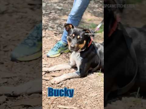 Bucky, an adoptable Australian Cattle Dog / Blue Heeler in Briarcliff Manor, NY_image-1