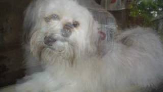 Good ByeTaffy (Lhasa Apso)
