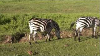 preview picture of video 'Zebra on Safari Ngorongoro Crater Tanzania Africa'
