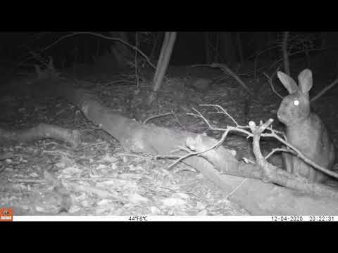 心理学科 ニホンノウサギ（人間環境大学演習林にて撮影）