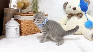 スコティッシュフォールドの動画01