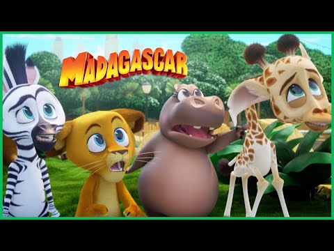 Madagascar 🧁 Perseguidos por um cupcake gigante! 🧁 Desenhos Animados em Português