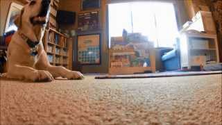 preview picture of video 'Camping With Sadie & Kodah - Cat and Dog Camping'